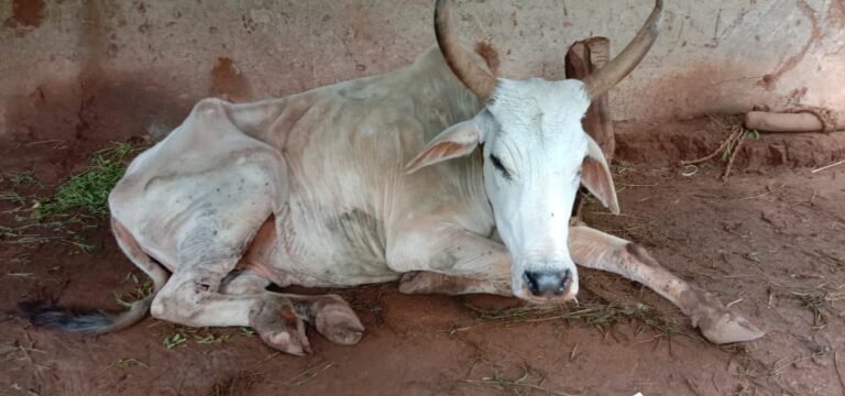 मवेशियों में लंफी स्किन डिसीस बीमारी के मिलने से पशु पालकों में मचा हड़कंप