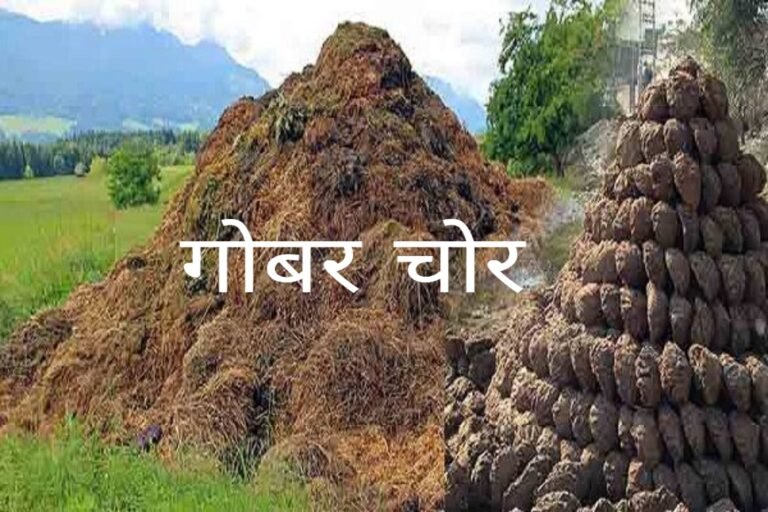 हद होती है चोरी की अब तो लोग गोबर तक चुराने लगे