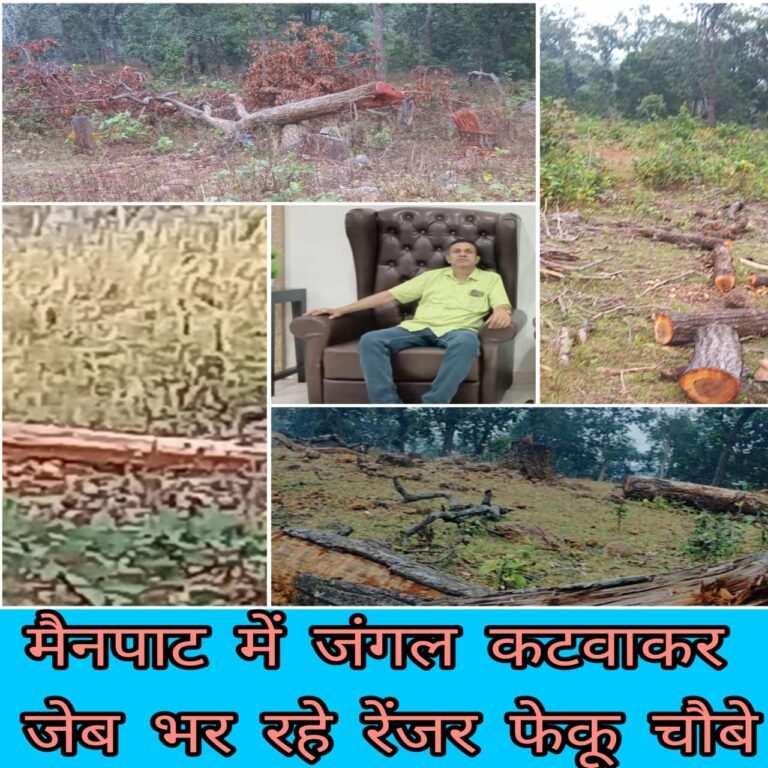 पति पत्नी ने मिलकर मैनपाट के आधी जंगल को किया तबाह,,,   रेंजर फेकू चौबे बने धृतराष्ट्र,,, कार्यवाही का नही है दम या मिल रही हैं मोटी रकम ??