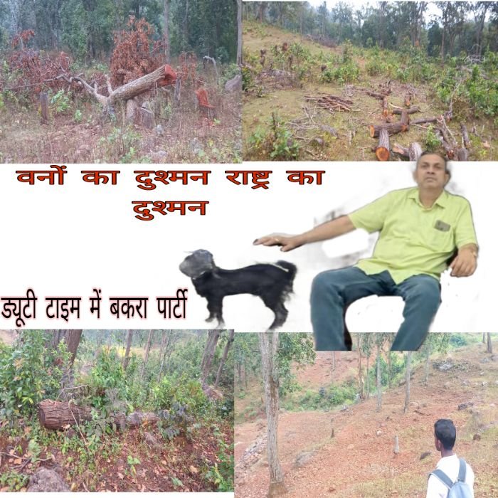 डीएफओ और सीसीएफ के संरक्षण में हो रही मैनपाट की जंगलों की कटाई, शायद इसीलिए नहीं हो रही रेंजर फेकू चौबे पर कोई भी कार्रवाई
