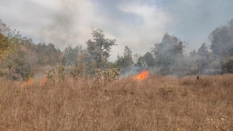कोल्हुआ के सागौन प्लांट में लगी भीषण आग…हुई बेकाबू…वन विभाग की टीम नदारद…