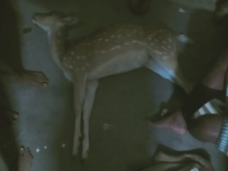 गुरु घासीदास राष्ट्रीय उद्यान में शिकारियों का आतंक….हिरण की हुई मौत….बडे संख्या में शिकारी व लकड़ी तस्कर है सक्रिय….