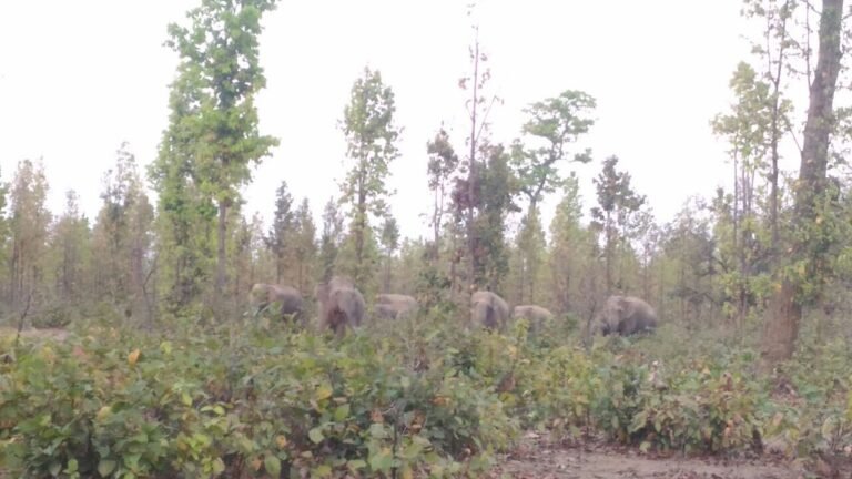 हाथियों की आमद से ग्रामीण दहशतजदा…महुआ बीनने ग्रामीण जाते है जंगल…