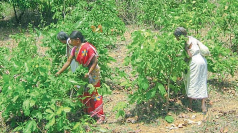 शासकीय योजनाएं भी नसीब नहीं…! वनवासी होते हुए भी नहीं तोड़ पाते हैं तेंदूपत्ता…