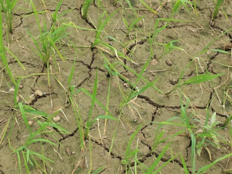 तीन विधायकों ने सरगुजा संभाग को की सूखा घोषित करने की मांग, सीएम ने दिए ये निर्देश…