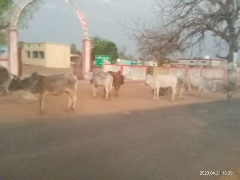 आवारा पशुओं के सड़को पर जमावड़े से राहगीर परेशान…