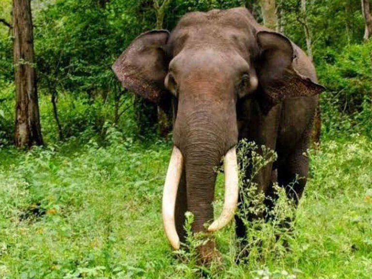 हाथी के हमले में बुजुर्ग की मौत….