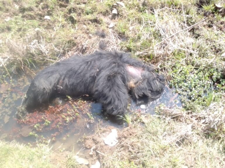 नर भालू की मौत, वन विभाग ने पीएम कराकर किया अंतिम संस्कार…