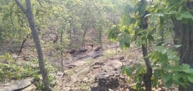 वन भैसा को भा रही जनकपुर की आबोहवा, वन विभाग कर रहा निगरानी…