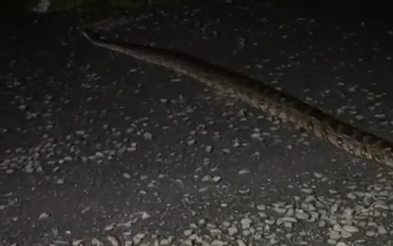 रविंद्रनाथ टैगोर वार्ड में निकला 6 फीट लंबा अजगर, जनप्रतिनिधि आशीष शील द्वारा रेस्क्यू कर सर्प को छोड़ा गया सकालो जंगल…देखें वीडियो…