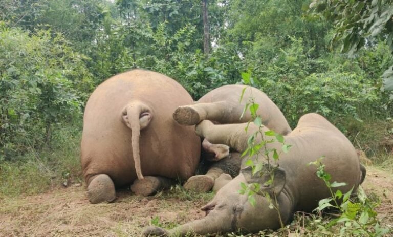 करंट की चपेट में आकर 3 हाथियों की मौत…