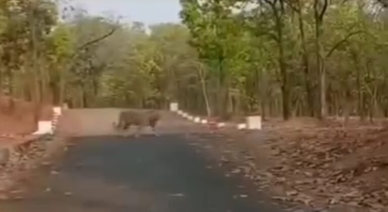 कुदरगढ़ क्षेत्र में सड़क पार करते नजर आया बाघ,वन विभाग में जारी किया अलर्ट…