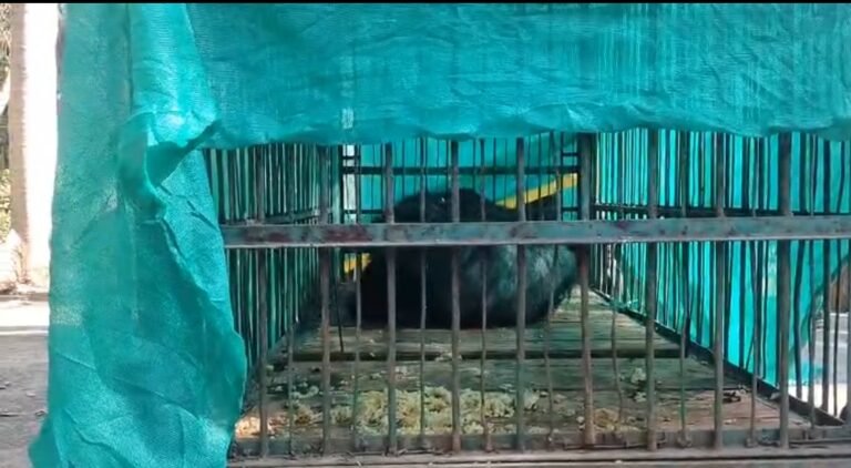 खबर का असर: हिंद स्वराष्ट्र में खबर छपते ही 24 घंटे के भीतर पकड़ा गया भालू…