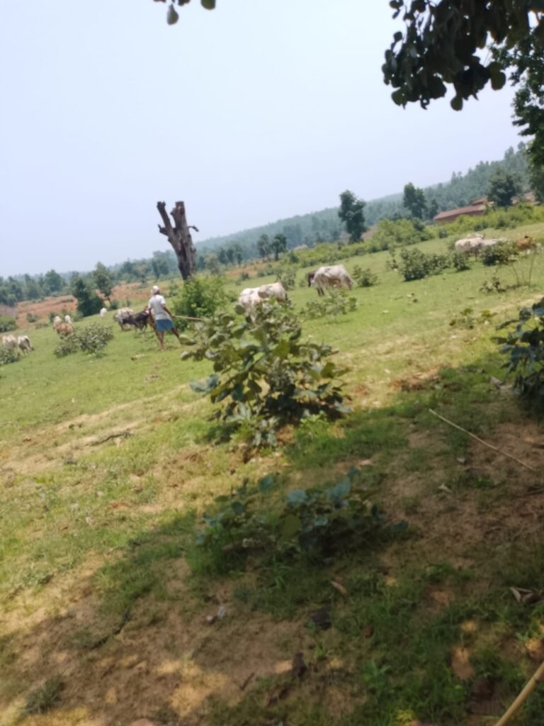 पत्रकार की सूचना और पुलिस की बड़ी कार्रवाई: 300 से अधिक मवेशियों की तस्करी का भंडाफोड़, 63 गौवंश बरामद; तस्कर फरार…
