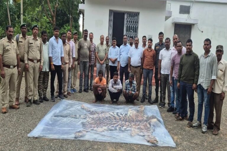 सूरजपुर में बाघ की खाल और पैंगोलिन के शल्क के साथ 3 अंतरराज्जीय तस्कर गिरफ्तार, WCCB और वन विभाग की संयुक्त कार्रवाई…